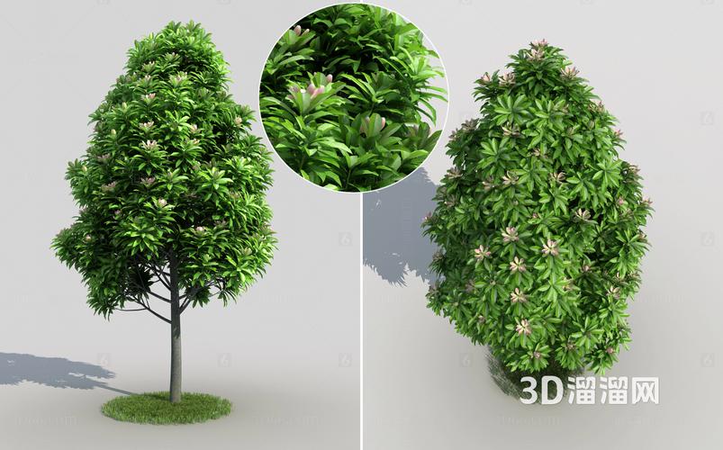 现代 树 植物 红花木莲 树木 景观树 植被3d模型