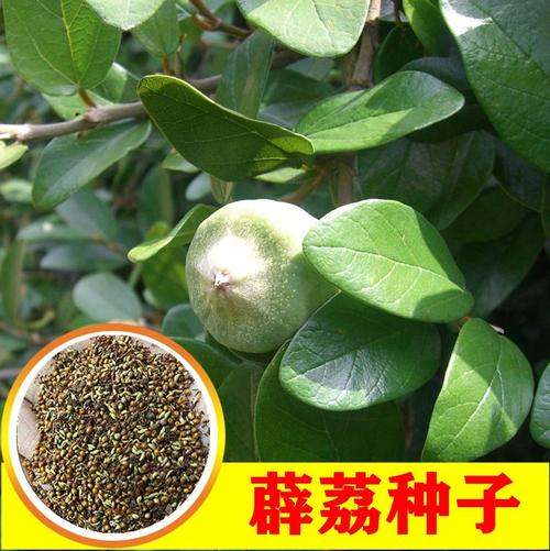 薜荔种子木莲凉粉果果实可以加工凉粉解暑消暑编织造纸药用凉粉子