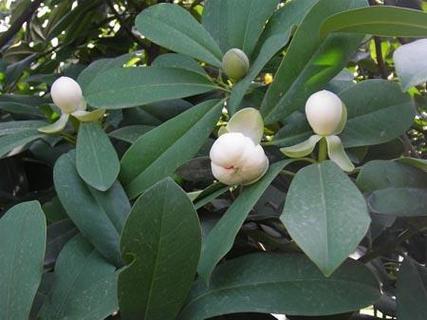 国家重点保护野生植物