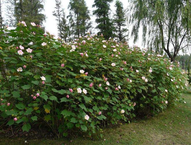 又名芙蓉花,拒霜花,
