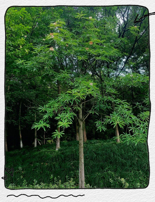 从花名走出误区:真正的木莲植物探秘