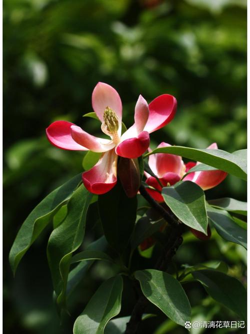 红花木莲,学名为manglietia insignis,是木兰科木莲属的乔木植物